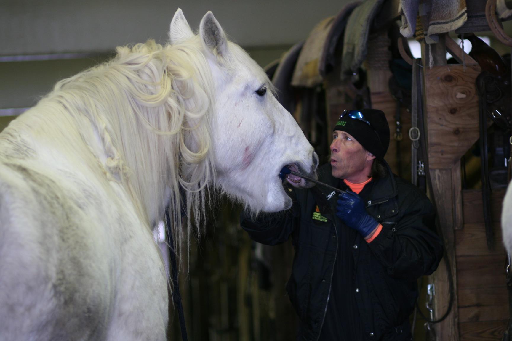 Equine Dentistry