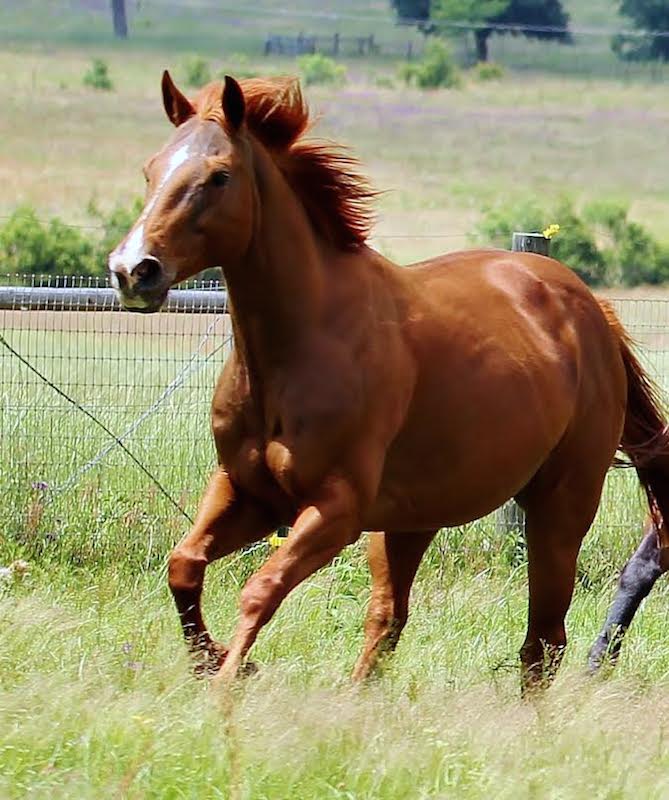 prissy equine herb program testimonial