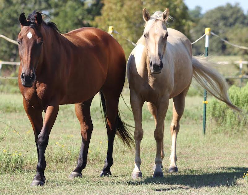 brick and belle equine herb program testimonial