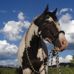 equine herbs for whole horse health