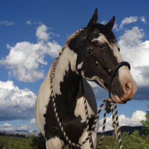 equine herbs for whole horse health