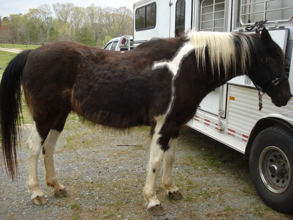 Equine Herbs Testimonial