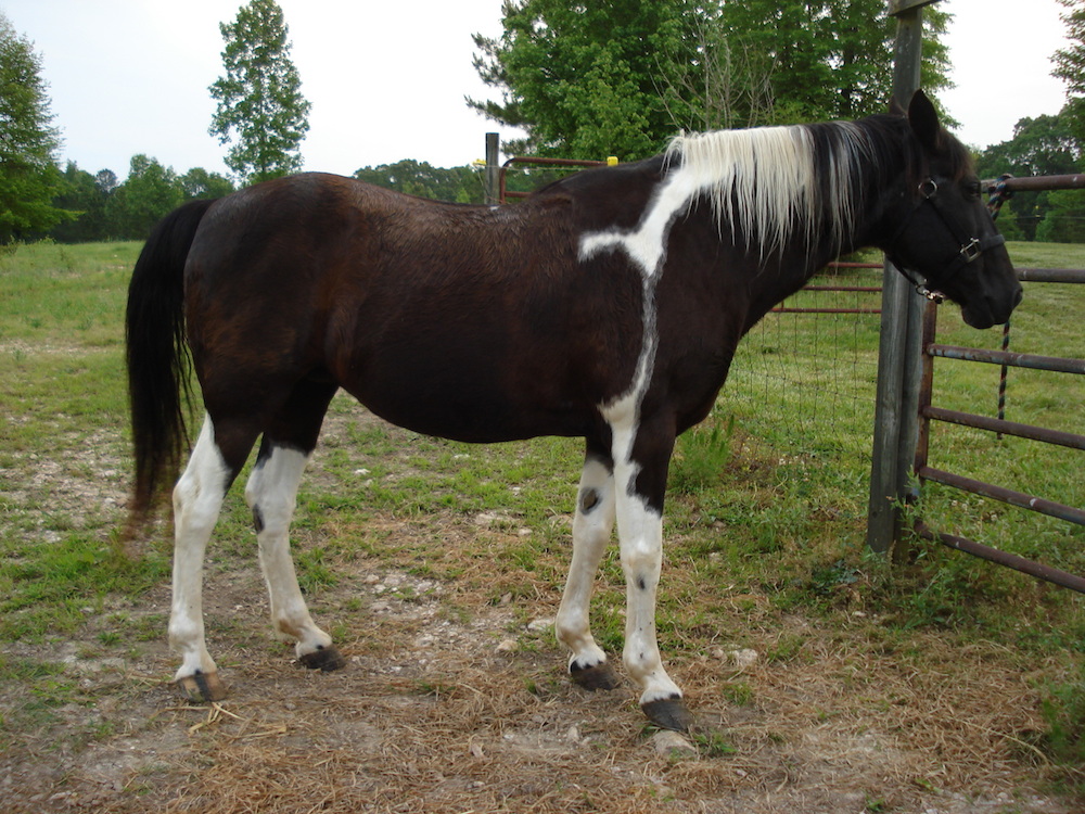 Equine Herbs Testimonial