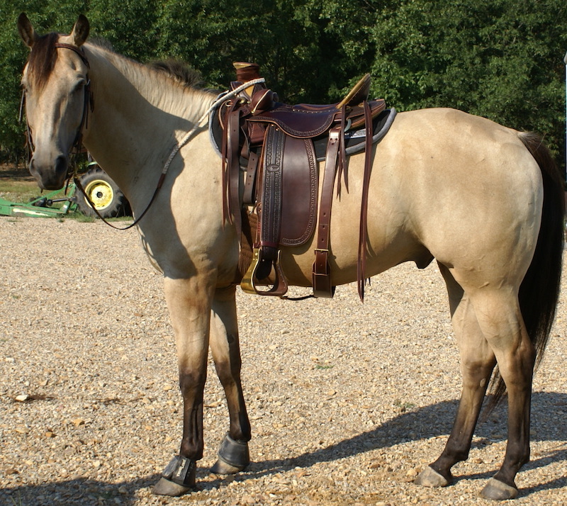 Dark brown extra wide western saddles