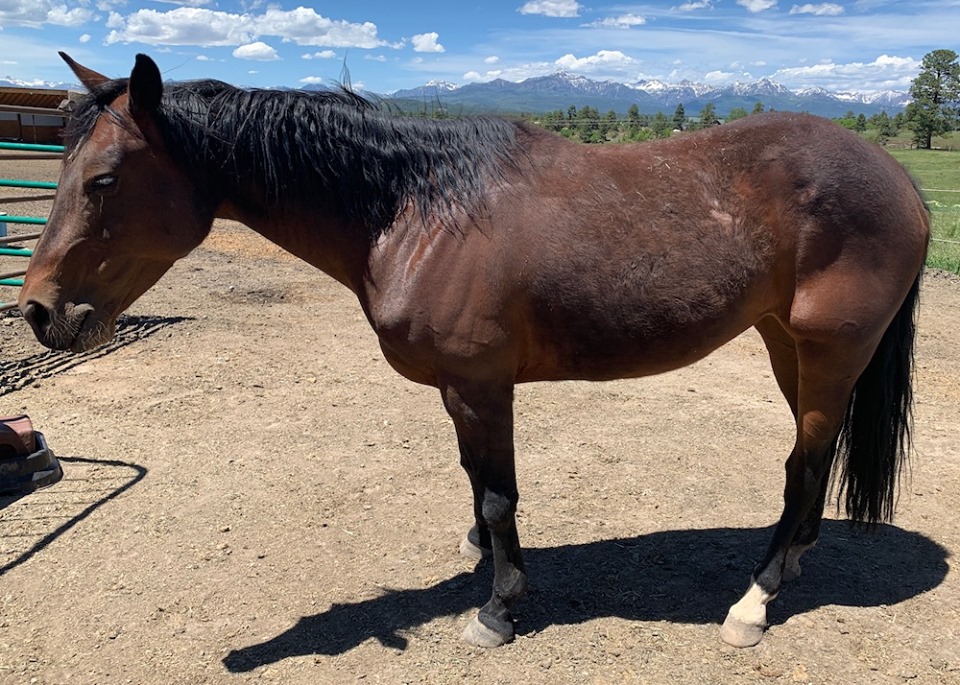 Equine Herbs